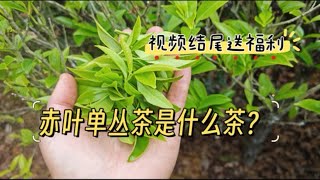 单丛茶小知识赤叶单丛茶是什么茶？ [upl. by Reiniar]