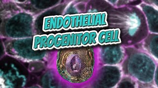 Endothelial progenitor cell Everything Human Cells 💬👁️🕺🔎✅ [upl. by Kus]