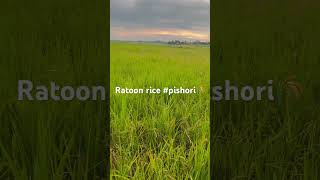 Mwea irrigation scheme ratoonrice [upl. by Kitti530]