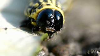 Striped Cankerworm in Closeup クロマダラエダシャク幼虫の尺取歩行 [upl. by Sarina]