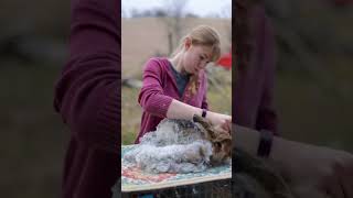 Shearing a Chestnut Giant Angora Rabbit [upl. by Nimajaneb168]