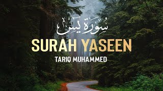 Surah Yaseen  QariTareqMohammed  سورة يس  القارئ طارق محمد Quran recitation [upl. by Narol128]