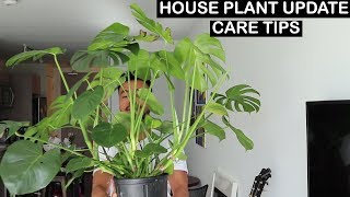 HOUSEPLANT UPDATE  CARE TIPS [upl. by Sucramej]