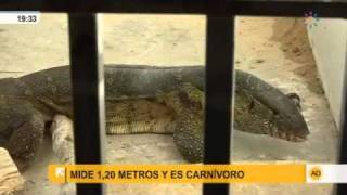 Capturan un lagarto carnívoro en un jardín [upl. by Tally635]