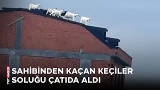 Sahibinden kaçan keçiler soluğu çatıda aldı [upl. by Nerb759]