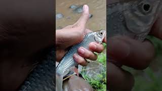 Ikan sirip merahbrek [upl. by Winona182]