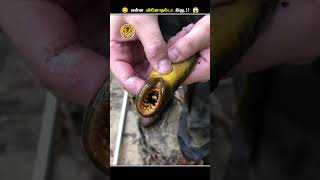 பாகுறதுக்கே Alien மாதிரி இருக்கும் Creature  Lamprey Mouth  Animal Voiceover Tamil [upl. by Zsuedat]