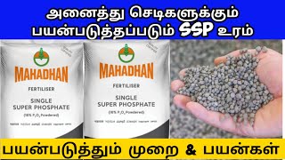 SSP உரத்தின் நன்மைகள் amp பயன்படுத்தும் முறைகள்  single super phosphate uses and benefits [upl. by Pinsky]