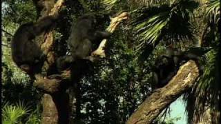 Myombe Reserve  Busch Gardens Tampa [upl. by Shawna]