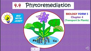 BIOLOGY FORM 5 KSSM Chapter 4 44 PHYTOREMEDIATION [upl. by Hardie]