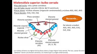 Embriología Sistema nervioso 2 vesículas cerebrales meninges SNP y nervios craneales [upl. by Ettigdirb]