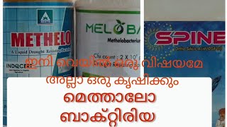 Methelo bacteria ഇതു ഉപയോഗിച്ചാൽ ഏതു കൊടും ചുടിനെയും ഏലചെടി പ്രീതിരോധിച്ചു സൂപ്പർ ആയി വളരും [upl. by Byram278]