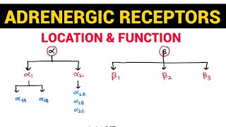 Autonomic Pharmacology  13  Adrenergic Receptors amp their Distribution  EOMS [upl. by Kamillah671]