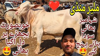 Malir Mandi Karachi Cattle Latest Rates Update 5 November 2024  Cow Mandi 2024 [upl. by Darleen234]