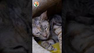 Help the mother cat save her kittens from drowning and escape death pets rescuecats animals [upl. by Sayles]