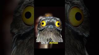 Great Potoo the South American Ghost Bird 🐦 animals birds shots [upl. by Amersham]