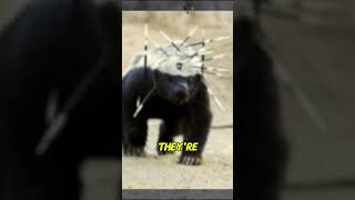 Honey Badger Laughs at Danger—Literally [upl. by Burt]