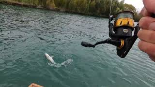 Kahawai fishing on the Waimakariri River  Autumn 2024 [upl. by Kary]