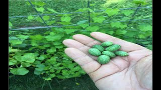 Cucamelons aka Mexican Sour Gherkin aka Mouse Melons [upl. by Hteb705]