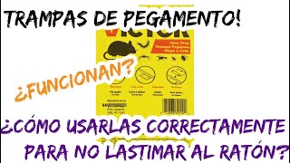 ¿Como usar las trampas de pegamento para no dañar al ratón [upl. by Souvaine]