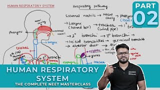 Mastering HUMAN RESPIRATORY SYSTEM  Breathing and Exchange of gases  CLASS 02 [upl. by Lyssa]