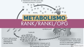 Metabolismo del calcio Sistema RANKRANKlOPG 5 de 5 [upl. by Server]