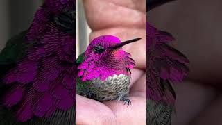 STUNNING RECOVERY AFTER HUMMINGBIRD HITS WINDOW 😌hummingbird rescue bird nature wildlife [upl. by Ambrosius]