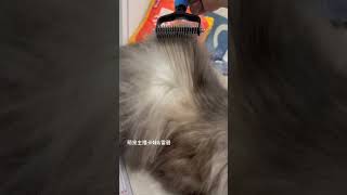 cat pets 寵物 kawaii 萌寵 貓咪 貓咪浮毛多 老是打結要怎麼辦！Cats have a lot of floating hair [upl. by Galloway]