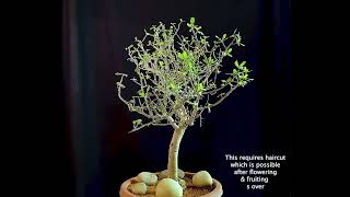 Bursera microphylla [upl. by Marsiella410]