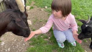 Pygmy Goat The Playful Charm of a Miniature Marvel PygmyGoat CuteAnimals FarmLife Goat [upl. by Ahsaret331]