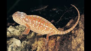 Brookesia Micra commonly known as the Madagascar Leaf Chameleon [upl. by Campy]