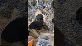 10000 shells turned into 9 square meter mural [upl. by Hemphill58]