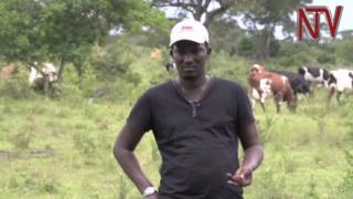 Tickborne disease kills hundreds of cows in Kiruhura District [upl. by Breena]