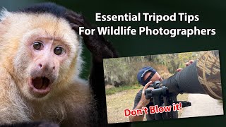 17 Essential Tripod Tips For Wildlife Photographers [upl. by Alecia494]