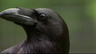 The Raven Stealing Spying and Bluffing  Extraordinary Animals  BBC Earth [upl. by Terra]