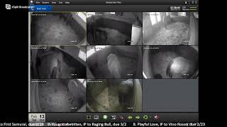 CLF Foaling Livestream 21224 [upl. by Amero]