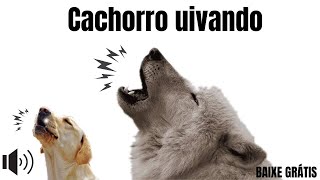 Som para cachorro uivar  cachorro uivando [upl. by Truk821]