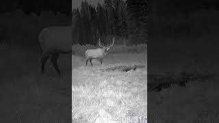 Bull Elk Bugle and Chuckle cellulartrailcameravideos [upl. by Libby]