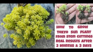 how to grow tokyo sun plant from stem cuttings  How to propagate sedum japonicum plant [upl. by Acie]