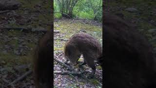 Territorial Grackle Bird Attacks Racoon [upl. by Zsa Zsa]