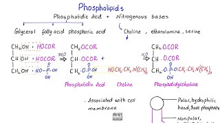 Phospholipids structure  phosphatidic acid  lipids  class 11 [upl. by Comethuauc871]