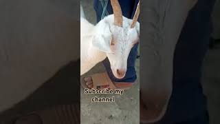 White goat ki short video shortvideo animals funny animalmoves viral trending cute [upl. by Onairot627]