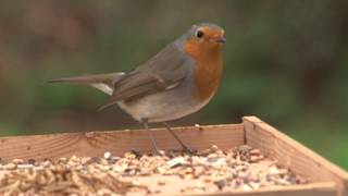 Vroege Vogels  Voer voor de roodborst [upl. by Margarethe]