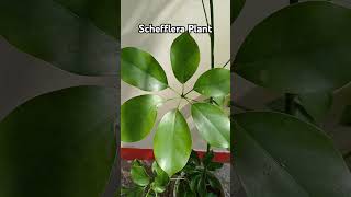 Schefflera Plant umbrellatree ornamentalplant lowmaintenence houseplant Rajshreecreation2024 [upl. by Assirrem]