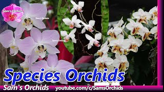 Species Phalaenopsis Orchids in an Orchid Nursery [upl. by Jacqui663]