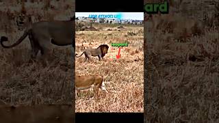 Lion vs leopard leopard trending lion wildlife animals shorts viralvideo tiger [upl. by Hildagard437]