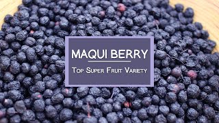 The Maqui Berry Another Top Super Fruit Variety [upl. by Zsuedat]