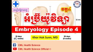 អំប្រ៊ីយ៉ូវិទ្យា វគ្គទី៤Embryology Episode 4 l CML Health Science Official [upl. by Jarlen]