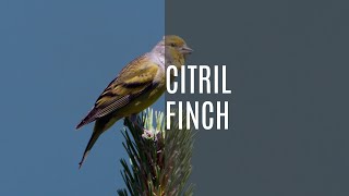 Citril Finch Serenade Captivating Nature Sounds  Sounds of Nature For All 786 [upl. by Aribold]