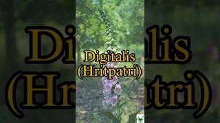 Digitalis  Learn a herb daily  pharmacognosy ayurveda herbal digitális gpat ayush pharmacy [upl. by Klusek]